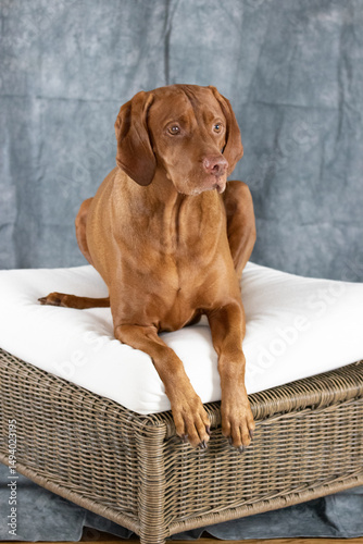 Resting Vizsla at Home: Warm Tones and Calm Expression
