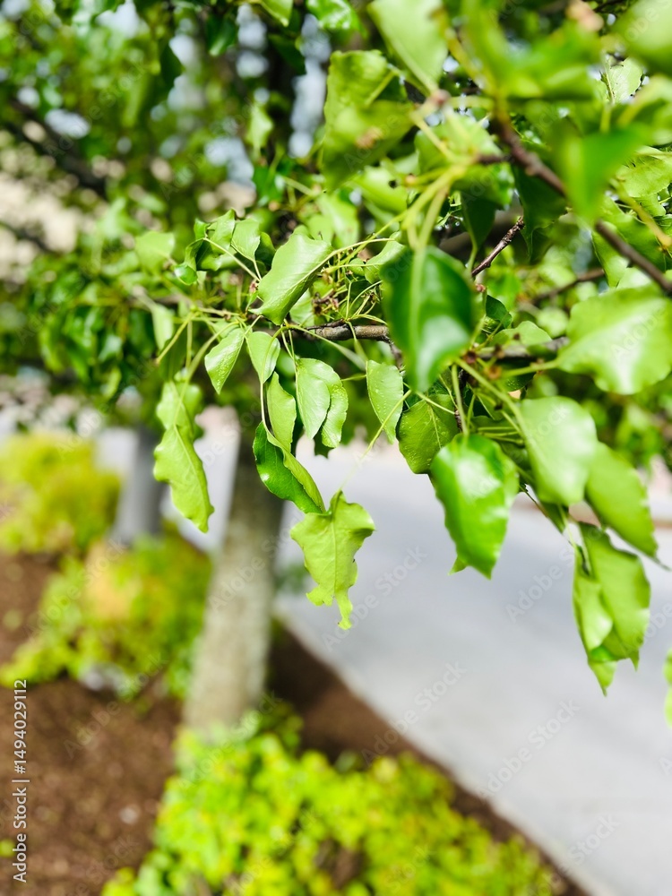 Obraz premium Sideways Tree