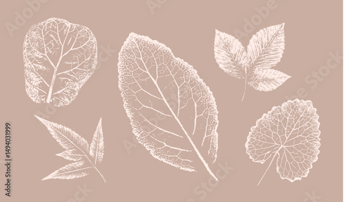 Pink tan and brown floral prints of botanical illustration. Decorative set of flowers and leaves pressed or stamped.