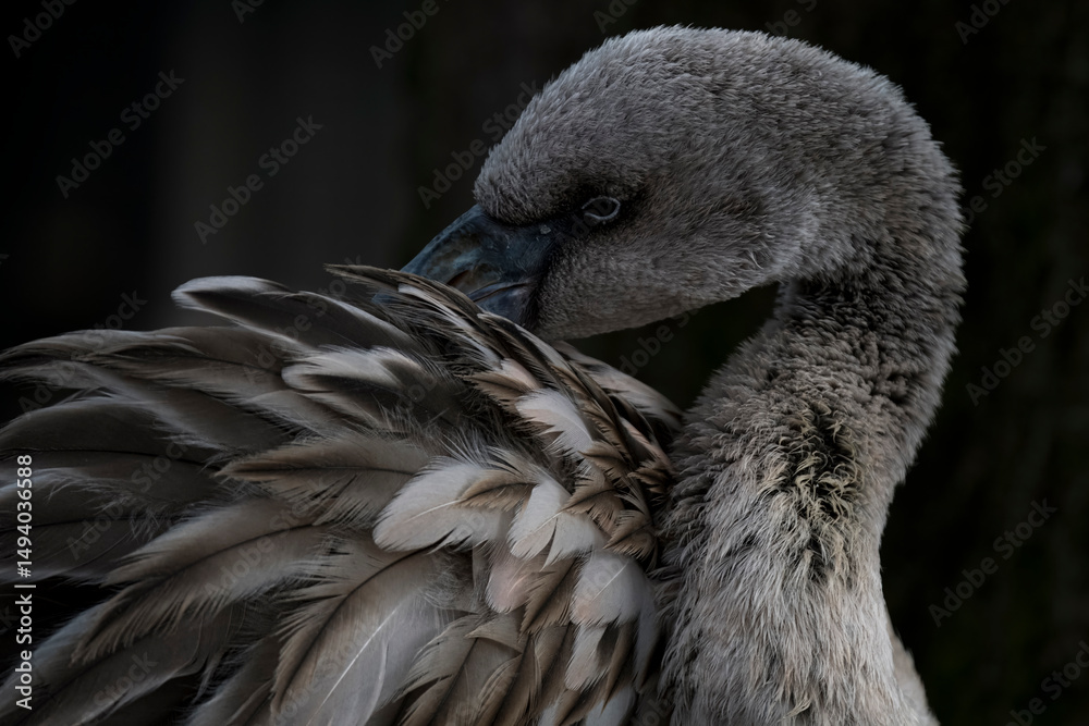 Fototapeta premium A juvenile Chilean Flamingo preening in the water (Phoenicopterus chilensis).
