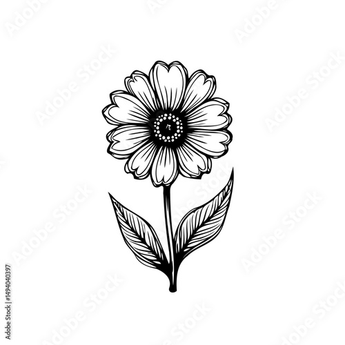 Elegant single bloom botanical illustration in delicate black and white outline