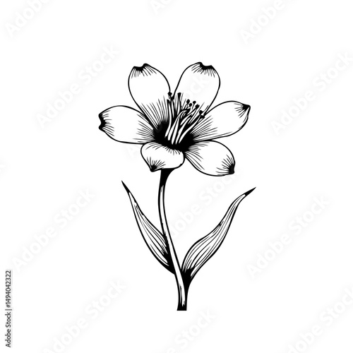Elegant botanical illustration: a solitary lily flower rendered in delicate lines