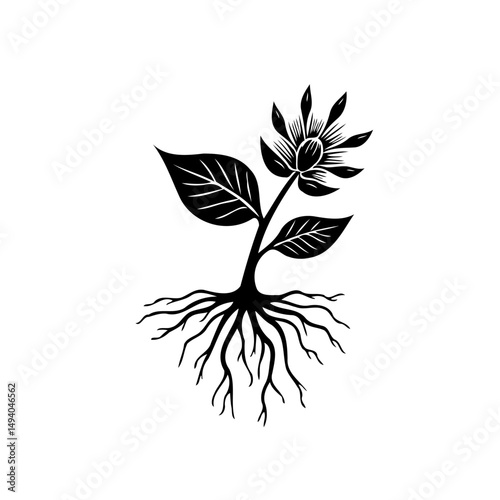 Botanical depiction of a black and white flowering plant with detailed roots