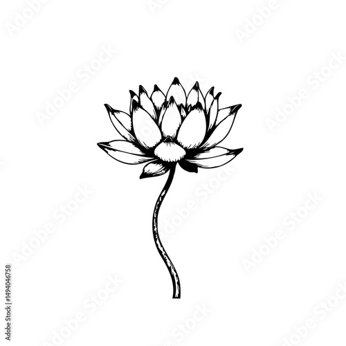 Elegant water lily botanical illustration against a pure white background