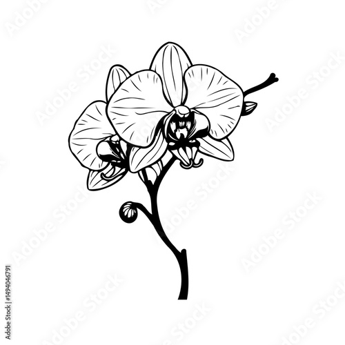 Elegant monochrome depiction of phalaenopsis orchid branch with graceful blossoms