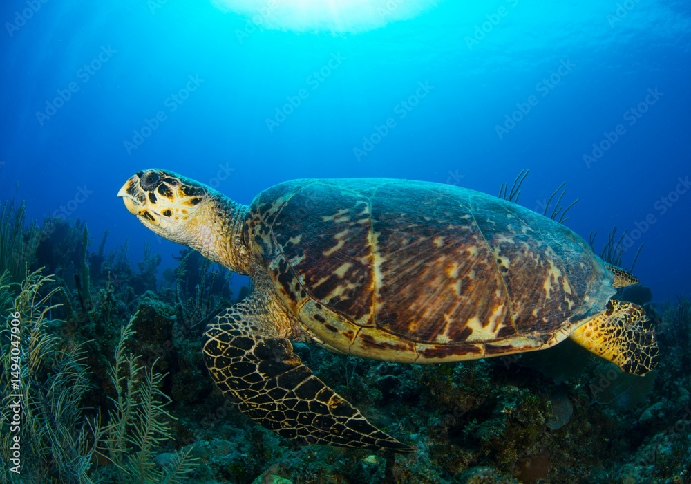 Obraz premium Hawksbill turtle escaping from the camera