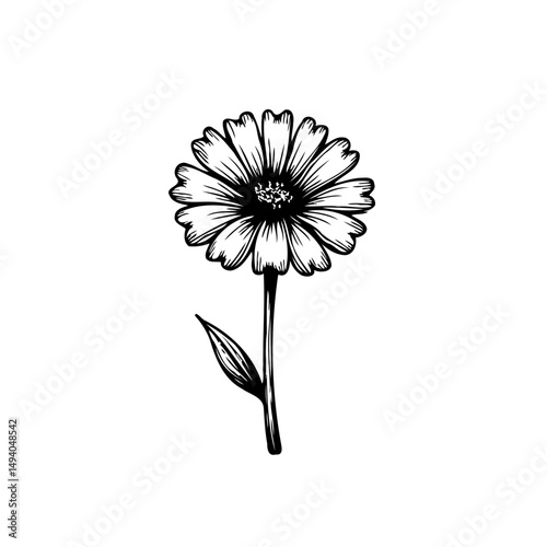 Detailed black and white floral drawing of a delicate blossoming flower