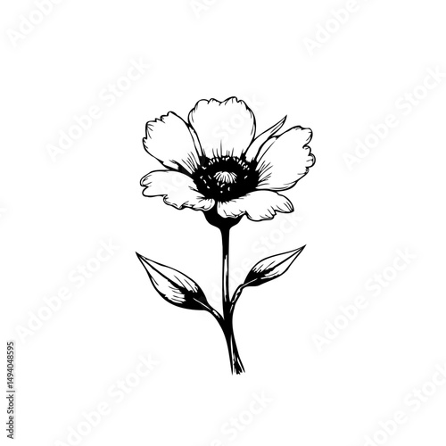 Elegant botanical illustration: A delicate flower with detailed line work