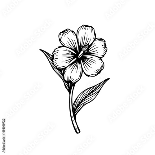Delicate botanical illustration of a flowering plant with detailed linework