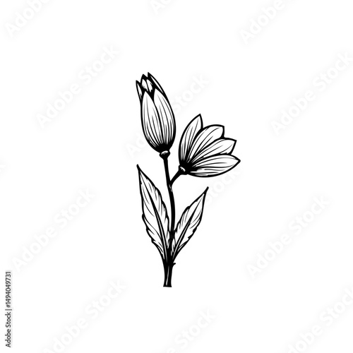 Elegant botanical illustration featuring a delicate flower and bud in monochrome