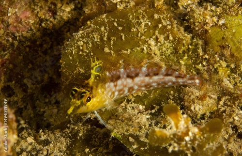 Diamond blenny on a rock photo