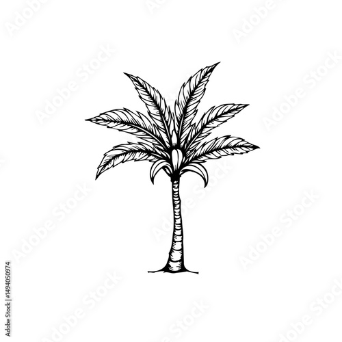 Simple vector illustration of a palm tree with exotic leaves and a slender trunk
