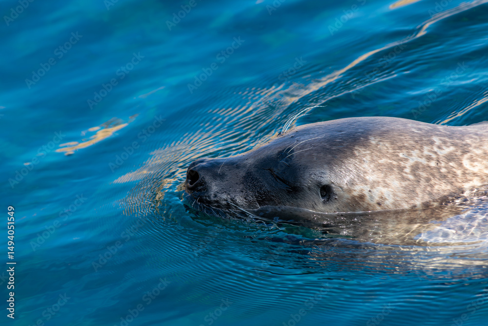 Fototapeta premium Sea lion seal swimming in an aquarium in cold waters