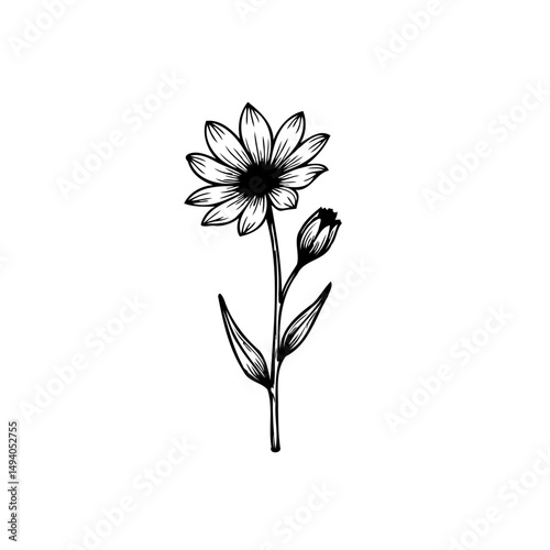 Delicate floral illustration: A solitary bloom with accompanying bud design