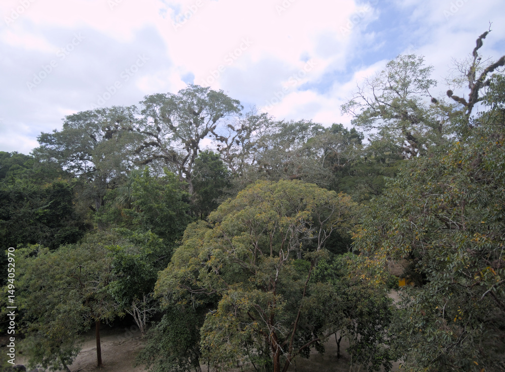 Obraz premium trees in the mountains