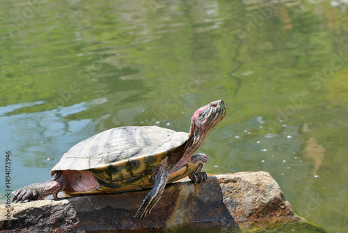 Red-eared water turtle resting on a rock in the middle of a lake, in its natural habitat.