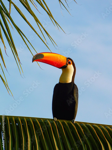 Toucan on a branch of palm.