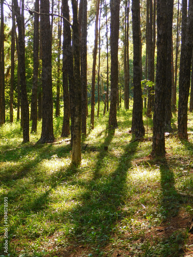 Grassy path in the forest.
