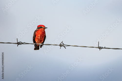 Pyrocephalus rubinus male resting on fence wire in Colombian countryside photo