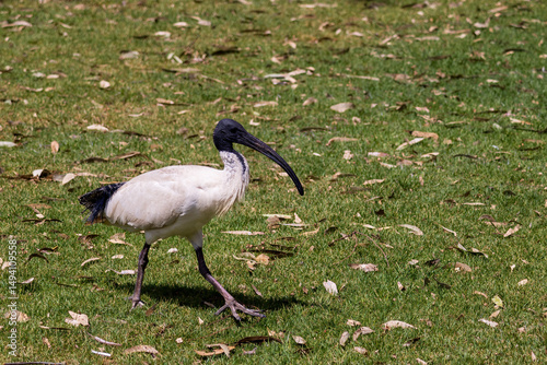 The Australian White Ibis (Threskiornis moluccus moluccus) has a predominantly white plumage with a bare, black head, long downcurved bill and black legs