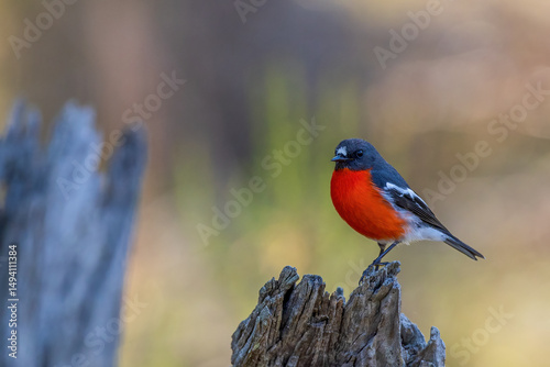 A male Flame Robin (Petroica phoenicea) perched on a tree stump