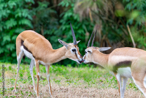 Two gazelles in Busch Gardens, Tampa, FL