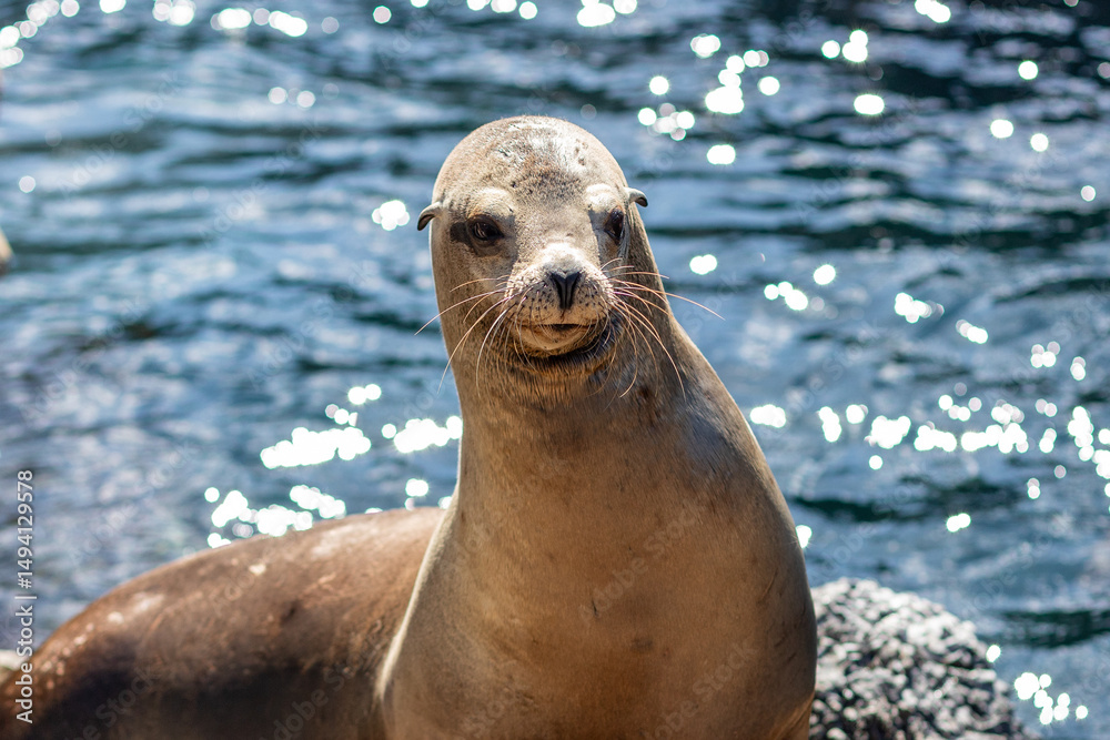 Obraz premium Sea lion posing and asking for food...
