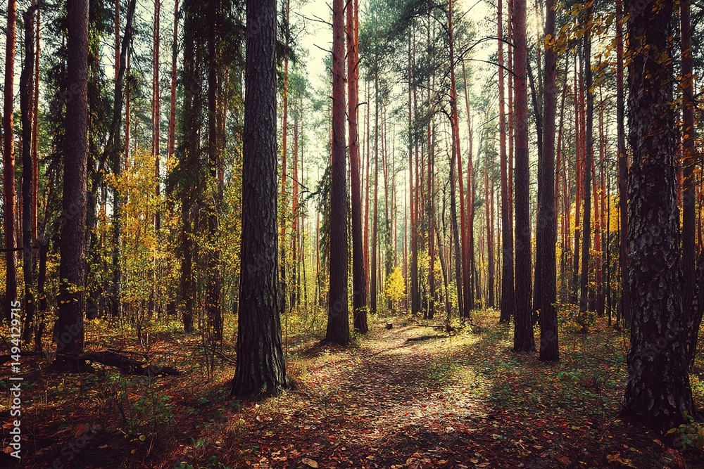 Obraz premium Autumn Forest Pathway Sunlight