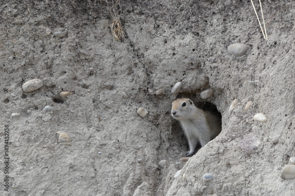 Fototapeta premium a ground squirrel sits in a burrow on a hillside