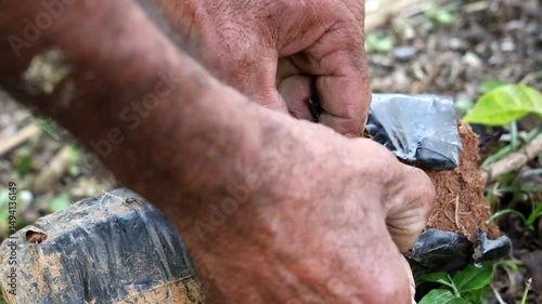 Lose-up of a coffee plant root ball ready to be placed into the ground