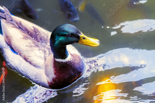 Mallard or Wild duck (Anas platyrhynchos) close up    