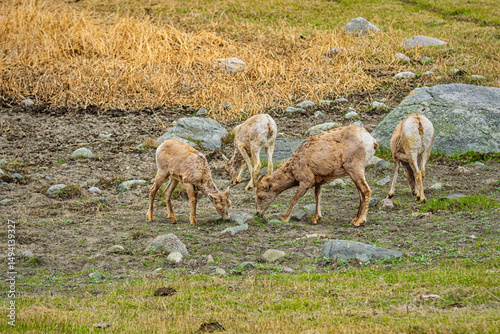 A herd of Mountain Sheep grazing in Yellowstone National Park.
 