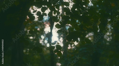 Blätterdach mit Herbstlaub-Silhouette, durch das die Sonne funkelt und im Hintergrund weiches Bokeh lichte Waldstimmung zaubert. photo