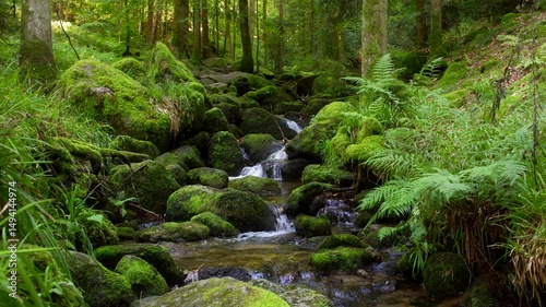 Ein idyllisches Waldbächlein windet sich durch moosbedeckte Felsen und Farne.