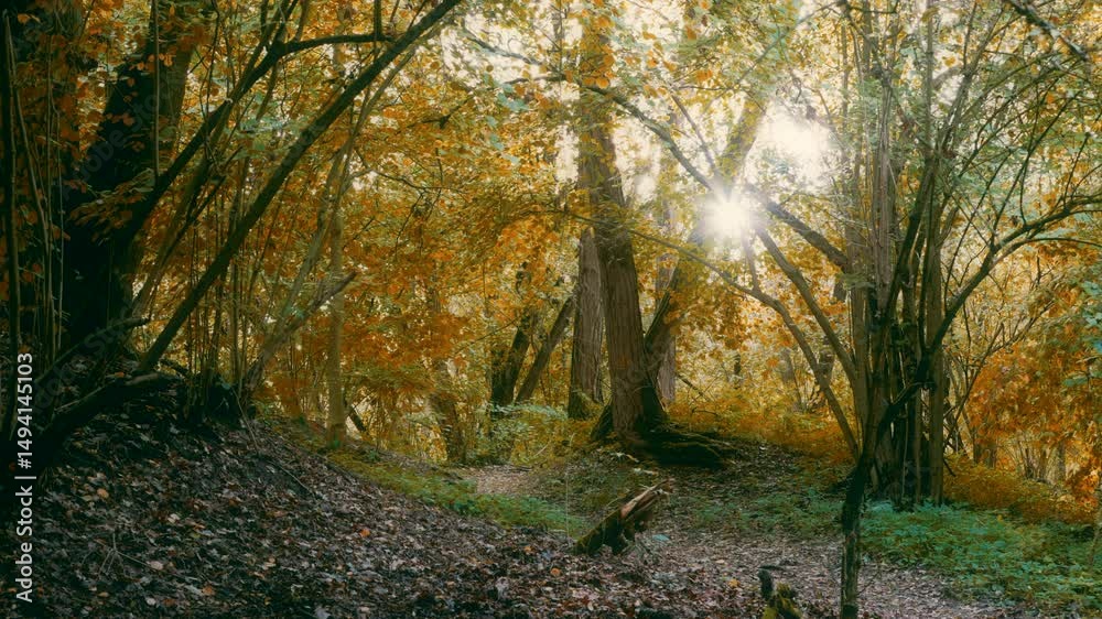 Ein verwunschener Waldpfad im goldenen Licht des Herbstes, umgeben von buntem Laub und dichtem Geäst.