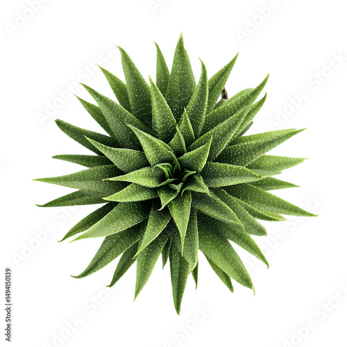 Top View of Green Succulent Plant Isolated on White