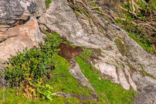 rock hyrax, also called dassie, Cape hyrax, rock rabbit, and coney, is a medium-sized terrestrial mammal native to Africa