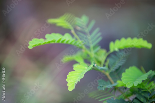 close up of green leaves