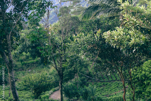 Lush Green Mountain Range Covered with Dense Forest Trees and Native Plants in Natural Landscape. Scenic View of Verdant Mountain Hills with Evergreen Trees and Nature-Loving Flora. Sinharaja Forest