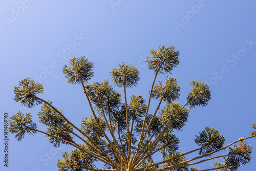 Araucaria (Araucaria angustifolia) with umbrella-shaped crown under blue sky. Iconic tree from southern Brazil.