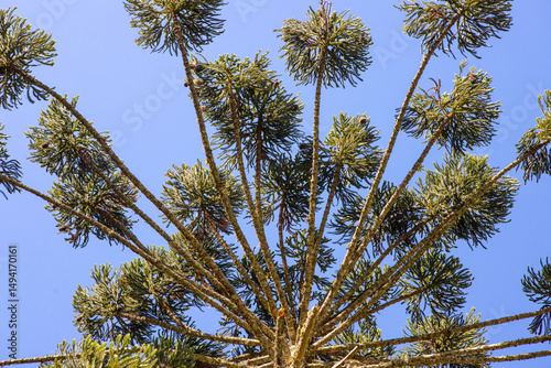 Araucaria (Araucaria angustifolia) with umbrella-shaped crown under blue sky. Iconic tree from southern Brazil.