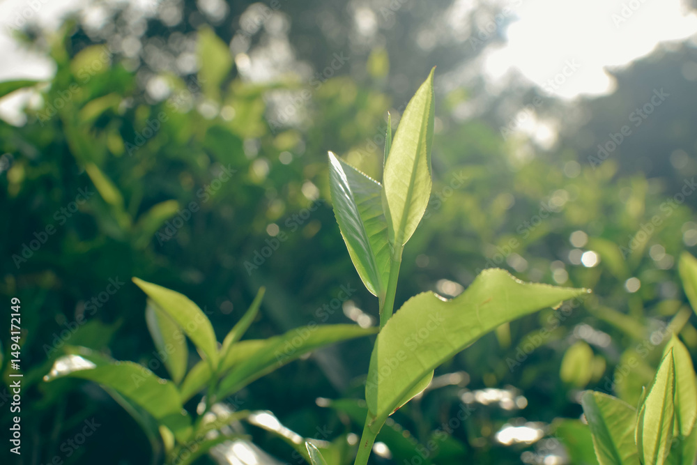 Obraz premium Tea leaves in closeup photo. Fresh Green tea tree leaves in eco herbal farm. Tree tea plantations in morning sunlight. Drinking organic tea relax heath plant. Green tea trees with two leaves and a bud