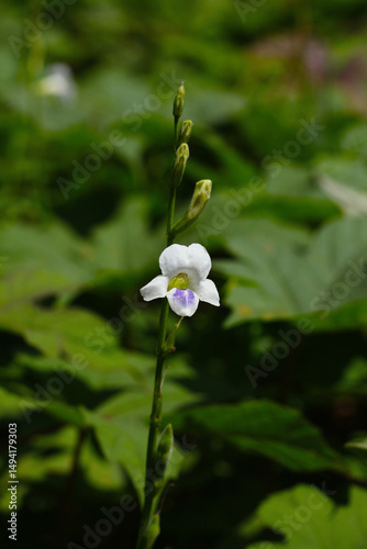 A close-up of a single white Asystasia flower blooming among green foliage, captured in natural sunlight with a shallow depth of field.