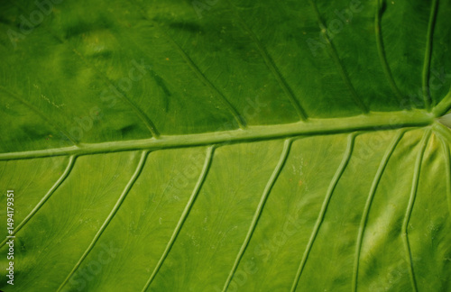 Close-up of a vibrant green tropical leaf showing detailed veins and natural texture. Ideal for backgrounds, nature themes, and botanical concepts.