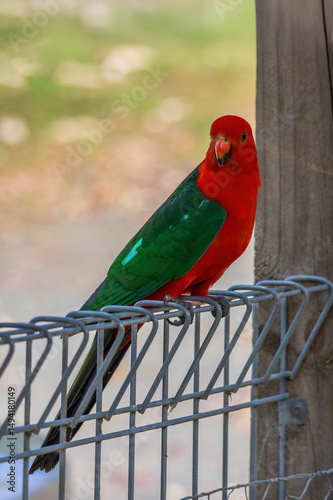 The male Australian King Parrot (Alisterus scapularis) is a strikingly colorful bird with vibrant red heads and chests with green wings.