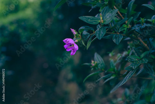 Close-up View of Osbeckia Octandra Flower – Heen Bovitiya Native Sri Lankan Medicinal Plant in Bloom. Heen Bovitiya (Osbeckia Octandra) Vibrant Purple Wildflower from Sri Lanka’s Natural Forests.