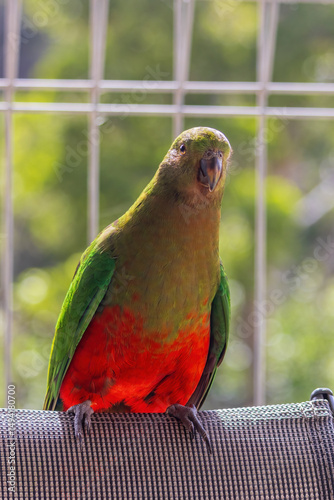 The female Australian King Parrot (Alisterus scapularis) less colorful than the male with a green head and red underparts.