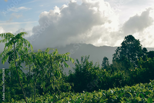 Lush Green Mountain Range Covered with Dense Forest Trees and Native Plants in Natural Landscape. Scenic View of Verdant Mountain Hills with Evergreen Trees and Nature-Loving Flora. Sinharaja Forest