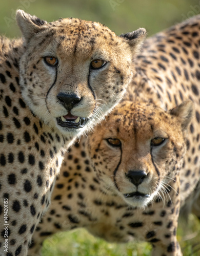 Cheetah in the serengeti