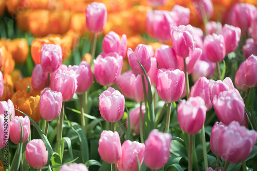 Pink and orange tulips blooming at ornamental garden in spring time, Flower background